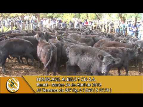 24-04-18 Venta de Machos - Hourcade, Albelo y Cia S.A. - Rauch.