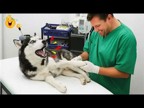 Funniest Cats and Dogs Clips 2026😼🐶  Try Not To Laugh😜 | Hilarious Pet Moments Caught On Video!