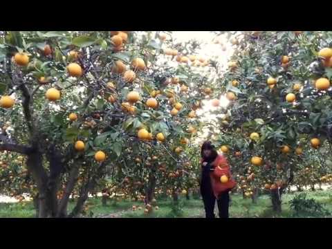 Serafyn - This Is It (Official)