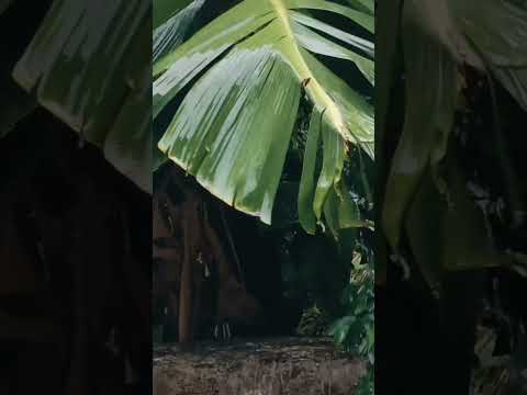 Let the rain wash away all worries ♥️😊 #rainy #love #rain