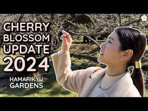Cherry Blossom Update 2024 in Tokyo 🌸 Hamarikyu Gardens