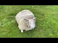 What to do if you see a sheep st... (xx) - Známka: 5, váha: malá