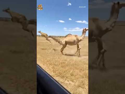 새끼낙타를 구해낸 엄마낙타의 뒷발차기 Mother Camel Kicks Away a Cheetah#camel #cheetah #wildlife