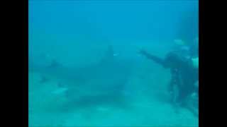 preview picture of video 'POGGISUB - Cuba Santa Lucia - Shark at Mortera wreck'
