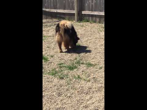 Coco, an adopted Chow Chow & Husky Mix in Hoopeston, IL_image-1