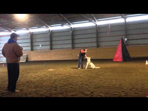 Strega French Ring Training 2014-01-19