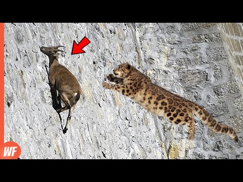 Leopard Attacks Goat and Quickly Pays the Price