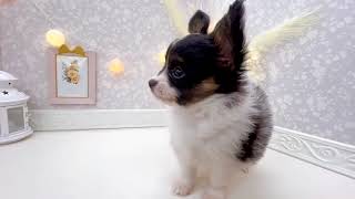 パピヨンの動画01