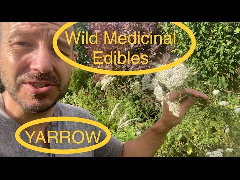 Find and Identify Wild Medicinal Herbs - Yarrow  Achillea millefolium