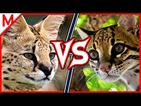 What is the difference between an ocelot and a Margay? – AnsToAll