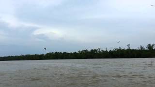 preview picture of video '2012年12月30日瓜拉雪蘭莪老鷹餵食秀 Kuala Selangor Eagle Feeding'