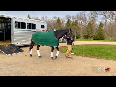 Midnight Bisou Arrives at Hill 'n' Dale, To Visit Curlin in 2021