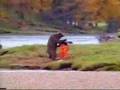 PELEA DEL OSO
