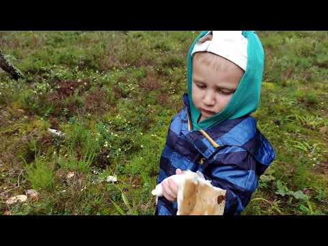 Dabas Pētnieki - Iesim sēņot? Kā atšķirt labās un indīgās sēnes? Video bērniem. Mācāmies kopā.
