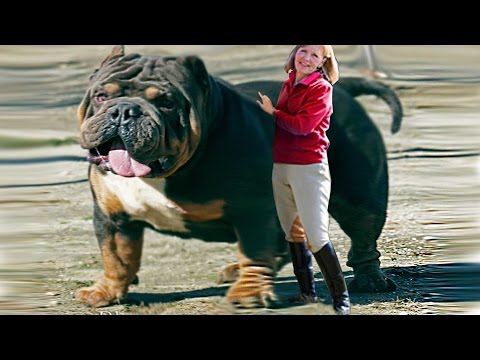 10 Strongest And Dangerous Dogs In The World Video