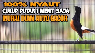 Download lagu PANCINGAN EMOSI MURAI BATU SEKETIKA NEMBAK BIKIN NYAUT mp3