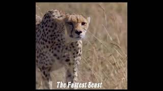 The Beast Status  Cheetah  Attitude  #WildLife