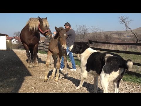 Caii lui Marius de la Calnic, Alba - 2020 Nou!!!