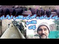 Rana Ghulam Murtaza Buffalo Farm Buffalo Farming Tips Dairy Farm Business Plan Calf Fattening