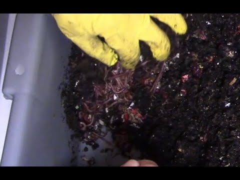 Worm Bin 1 - Two Feedings Over The Last Week