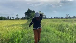 ច្រូតស្អែកហើយ នាំមេមកវាយតំលៃស្រូវ#om5451