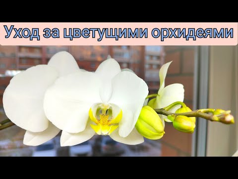 , title : 'Как я ухаживаю за ЦВЕТУЩИМИ орхидеями? Много полезной информации ☺️. Blooming orchids'