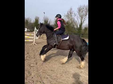 Tiger 14.2 Cob 7 years old - Image 2