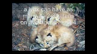 endangered species the lynx