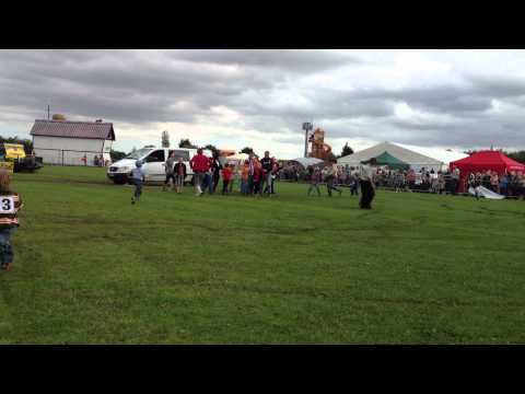 Disco demonstrating canine freestyle + a competition