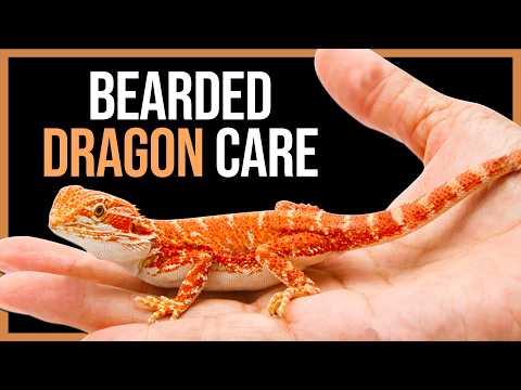 Bearded Dragon Care Guide for Beginners