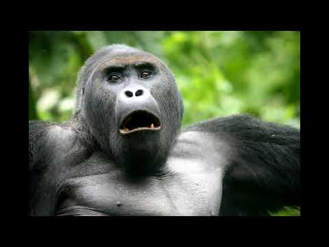 L'Ecotourisme au PNKB   Bonus 1