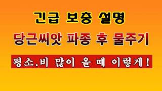 [텃밭농부 2,184]  긴급 사항 전달. 당근 파종 후 터널의 사용과 물주는 방법! #당근재배