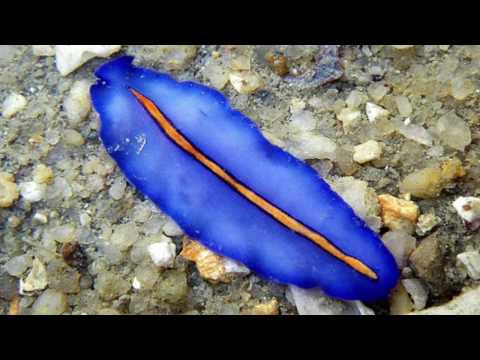 Platyhelminthes Phylum