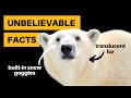 12 Polar Bear Facts That Will Blow Your Mind