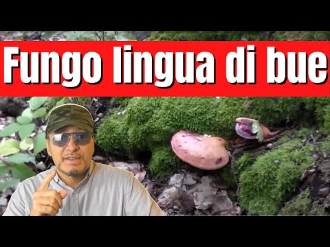 Parassiti dellacqua pericolosi per la persona Infusione polyni.ot vermi