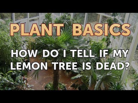 How to Dry an Overwatered Plant