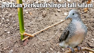 Download lagu Turtledove trap with bay rope knot mp3