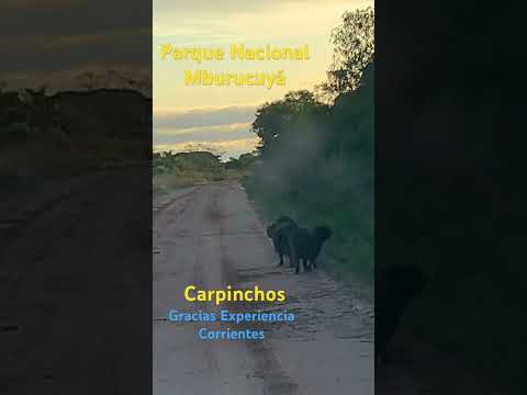 Gracias “Experiencia Corrientes” por llevarnos a conocer el Parque Nacional Mburucuyá #corrientes