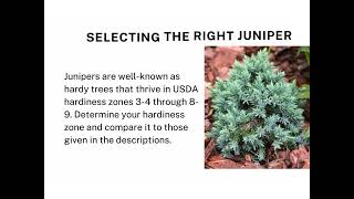 Discovering the Magical Wonders of Juniper Trees