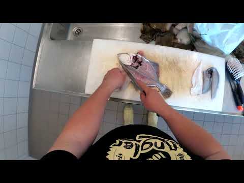 Plattfisch wie Scholle oder Butt filetieren