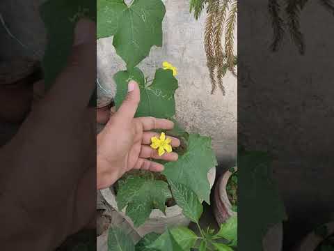 #Don't Worry #Turai #Male Flower will  #Fall Down || It's helpful in #Polination #Sachin Bagiya