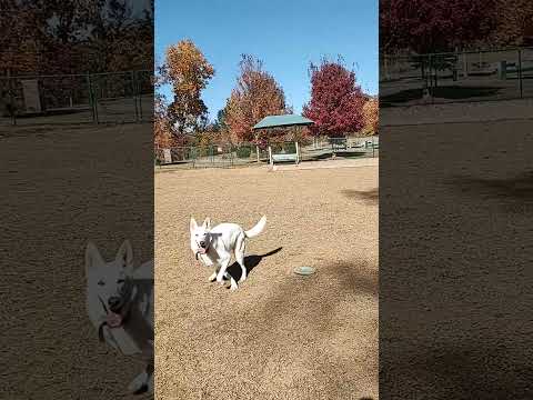 A little Autumn Catch With Lucy #wgsd #doglife