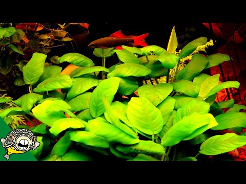 Cycling a Planted Aquarium Biological Filter