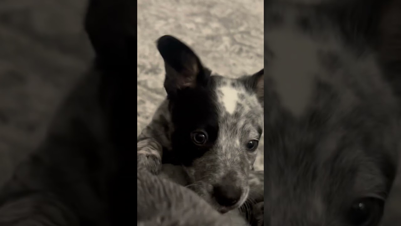 Enlarge Louie, an adoptable Cattle Dog in Phoenix, AZ video 2/3