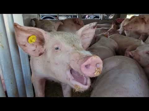 Density Problems in Long Distance Animal Transports in the EU (2023)