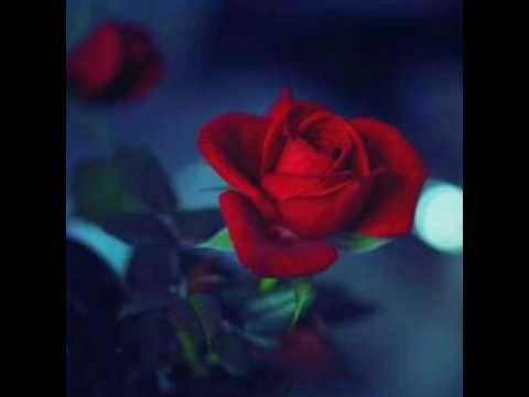 Элмира таалай элеси