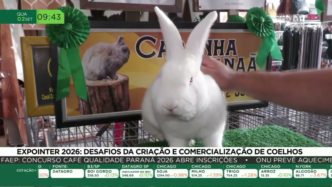 Expointer 2026: veja os animais que são atração na feira