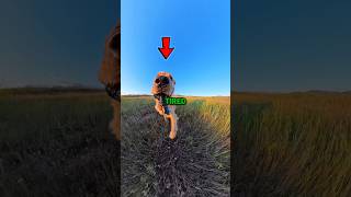 Download lagu dogs with endless energy 😂 #shorts #dog mp3