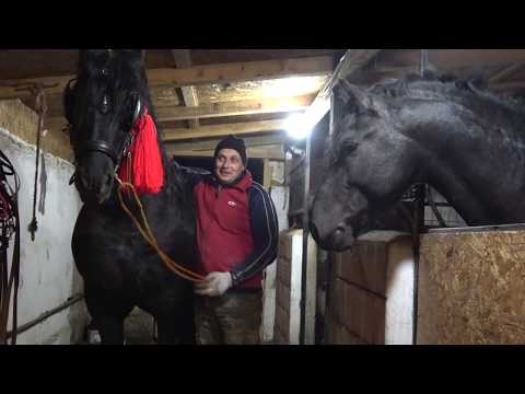 Friesienii lui Cristi Serban de la Uriu, Bistrita-Nasaud - 2018