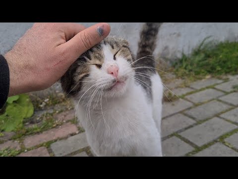 Cute Street Cats that want me to caress their heads are waiting in line
